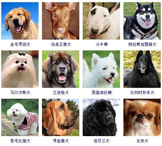 狗的品种有哪些（狗的品种名称大全）