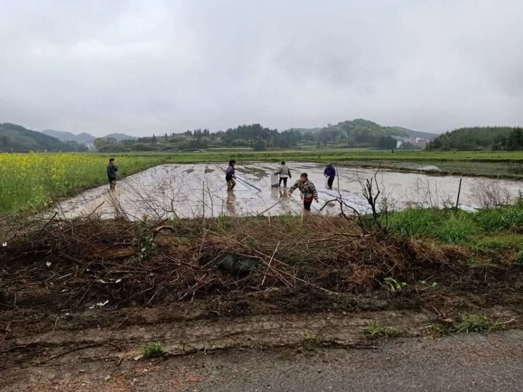 学典型、找不足、共进步，杨桥镇召开早稻生产流动现场会