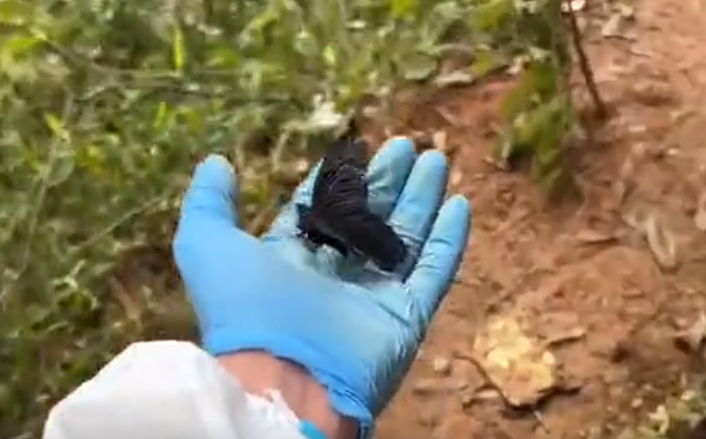 一只黑蝴蝶落在MU5735事故现场