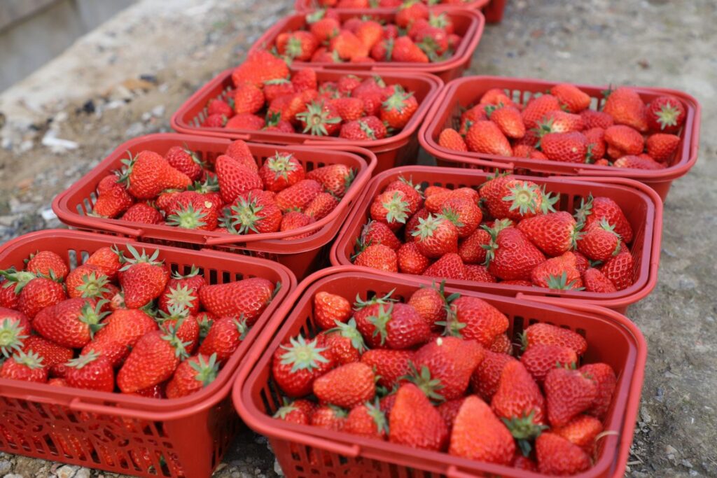 江苏常熟：大棚草莓喜丰收 酸酸甜甜俏红颜