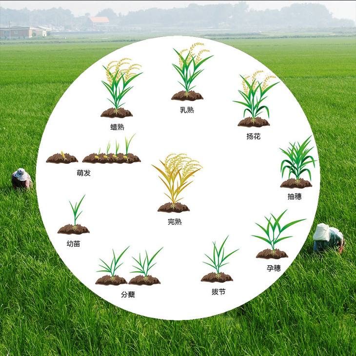 水稻生育期天数怎么算_水稻生育期分为几个时期及时间