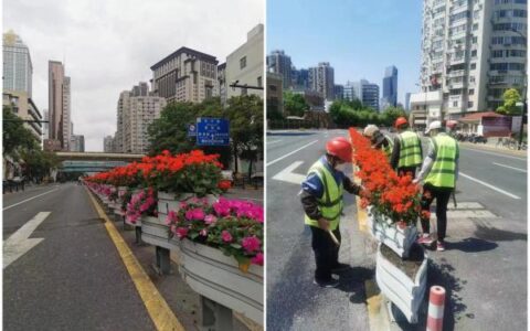 上海大规模布置花卉？官方回应