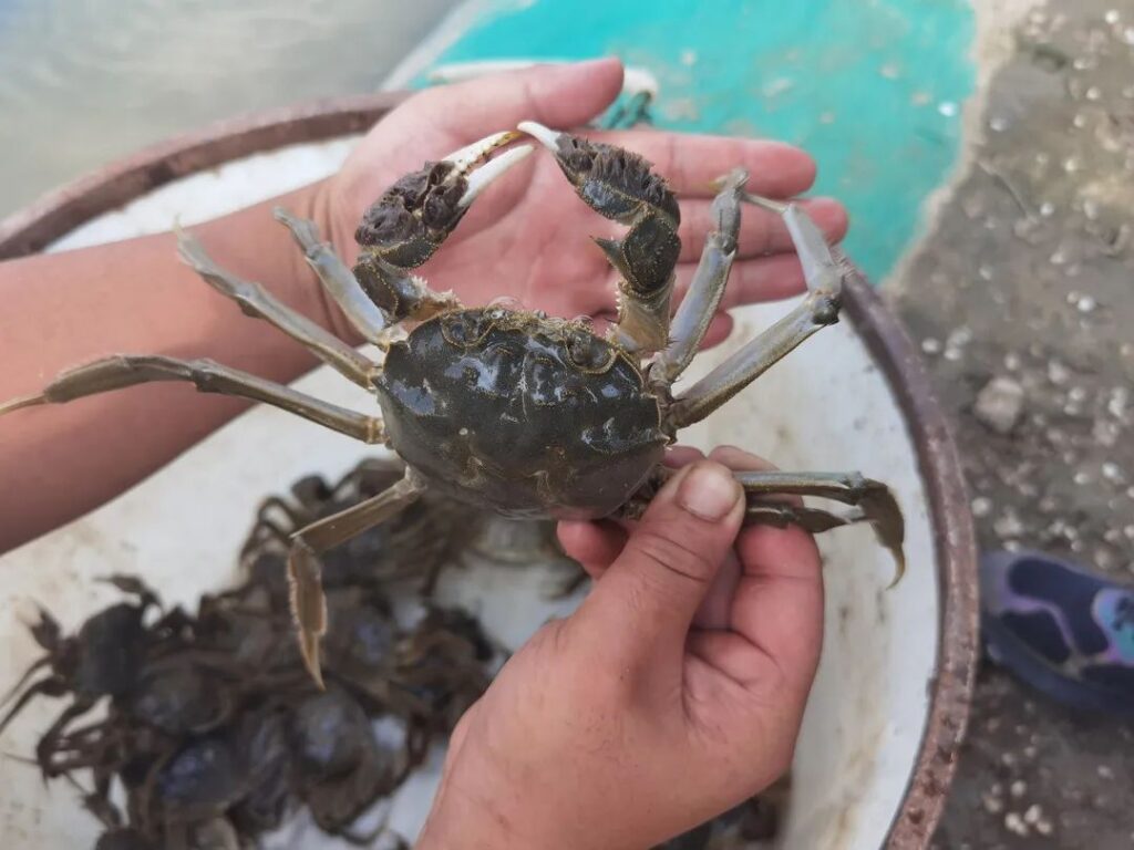 死的螃蟹为什么不能吃_为什么死螃蟹不可以吃