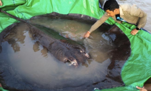 柬埔寨村民捕获全球最大淡水鱼