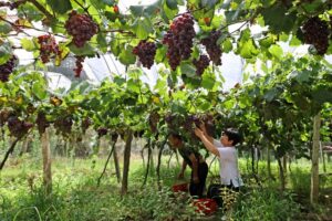 江西东乡：家庭农场 葡萄丰收