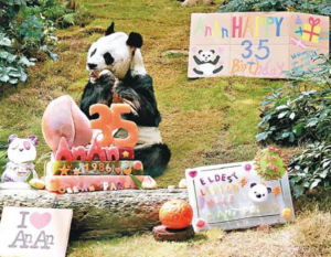 35岁大熊猫在香港接受安乐死