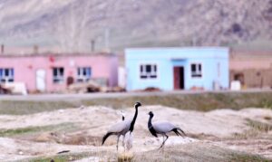 候鸟迁徙看新疆丨新疆可可苏里湿地公园：灰鹤宝宝呆萌亮相