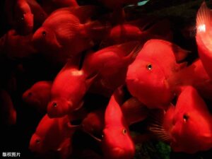 血鹦鹉鱼能活多久_血鹦鹉鱼怎么养最红