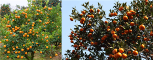 金桔树和金橘树有什么区别_金桔树和金橘树的区别