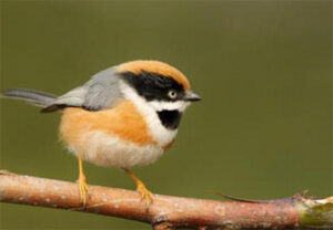 红头长尾山雀是最小的鸟吗_红头长尾山雀有多少品种