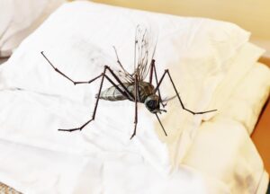 全面消灭蚊子可不可行？专家分析