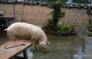 家猪地震时被掩埋 存活40多天后获救