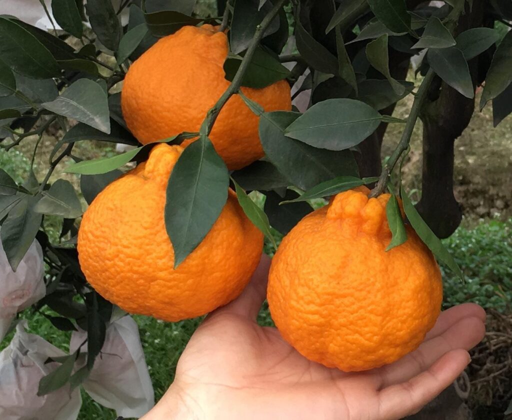 丑橘的挑选方法_丑橘和粑粑柑的区别