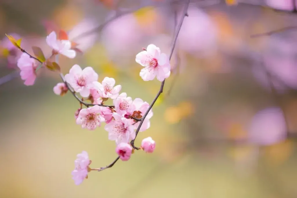 春天的花有哪些诗句，关于春天各种花的诗句