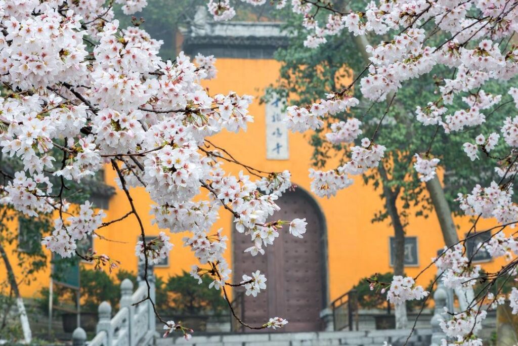 鸡鸣寺的樱花开了是什么意思，什么是专属的中国式浪漫